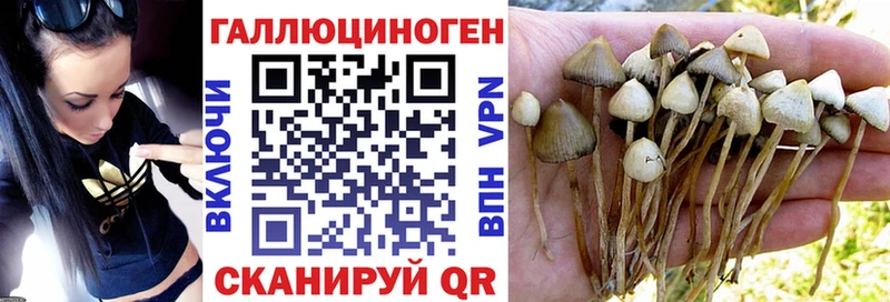 где купить   Щёлково  MEGA онион  Галлюциногенные грибы прущие грибы 